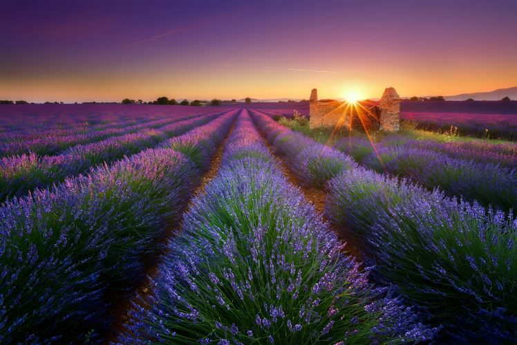 purple, Landscape, Plants, Sun, Field, Sky HD Wallpaper Desktop Background