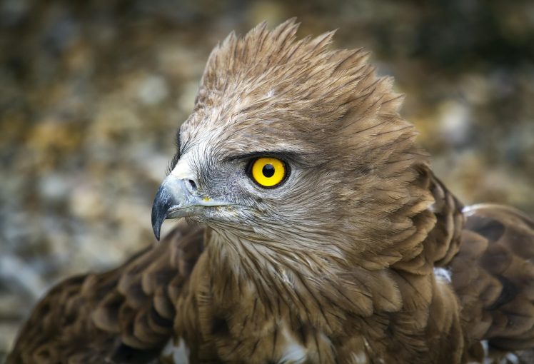 eagle, Nature, Animals, Birds HD Wallpaper Desktop Background