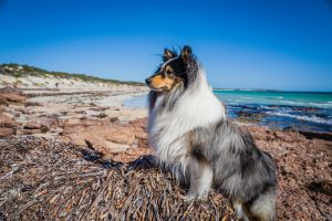 Shetland Sheep Dog, Beach, Dog