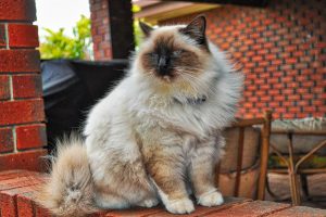 cat, Birman Cat