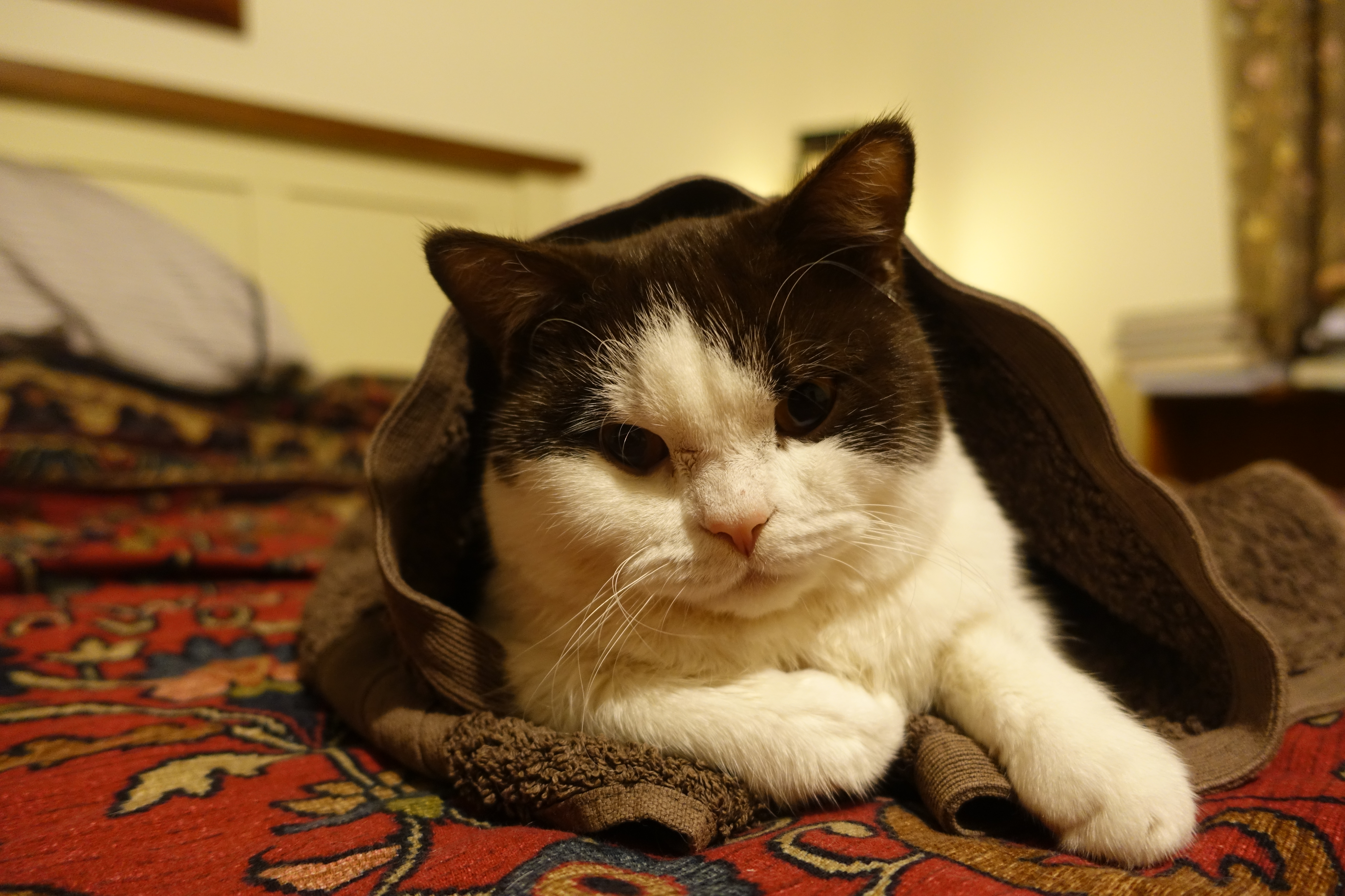 cat, Pudge the Cat Wallpaper