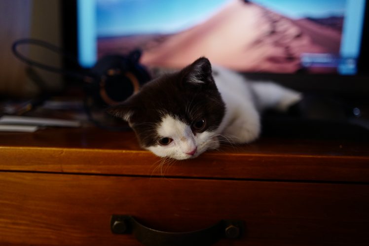 cat, Pudge the Cat HD Wallpaper Desktop Background
