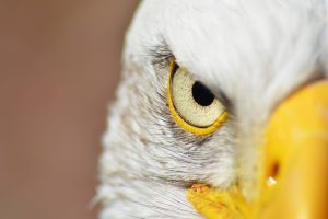 looking at viewer, Animals, Photography, Bald eagle, Eagle