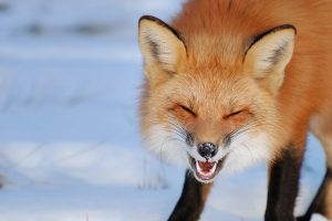 closed eyes, Animals, Photography, Fox, Snow