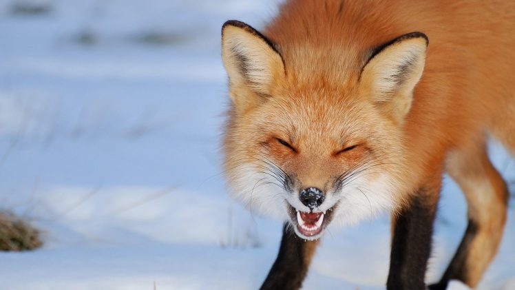 closed eyes, Animals, Photography, Fox, Snow HD Wallpaper Desktop Background