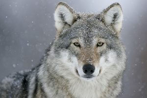 looking at viewer, Animals, Photography, Wolf