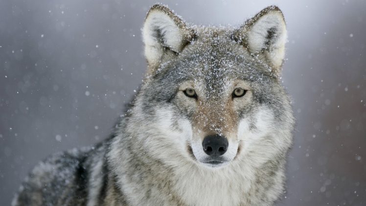 looking at viewer, Animals, Photography, Wolf HD Wallpaper Desktop Background
