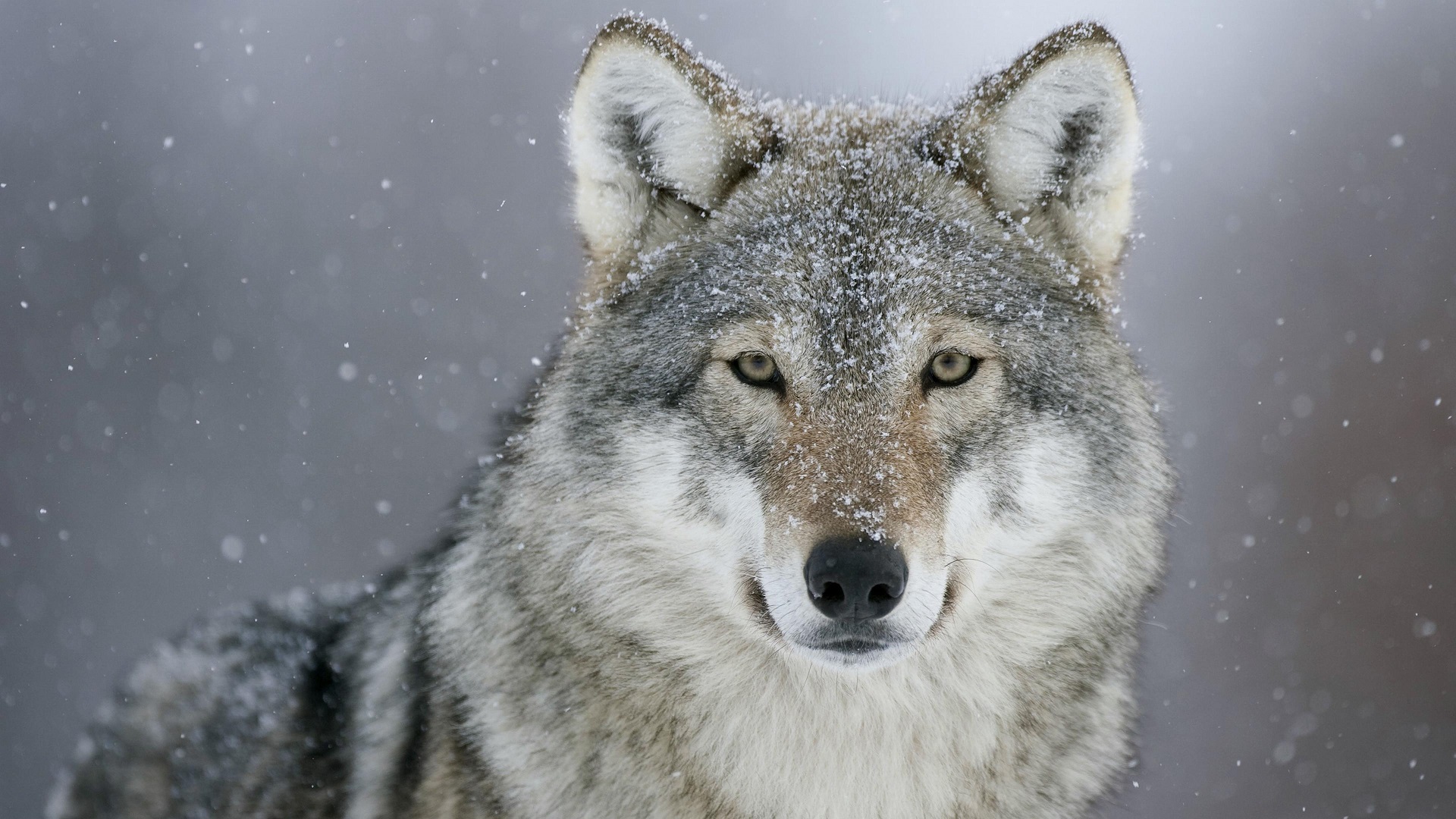 looking at viewer, Animals, Photography, Wolf Wallpaper