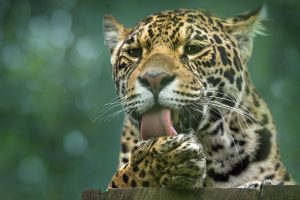 lick, Animals, Photography, Leopard, Cat