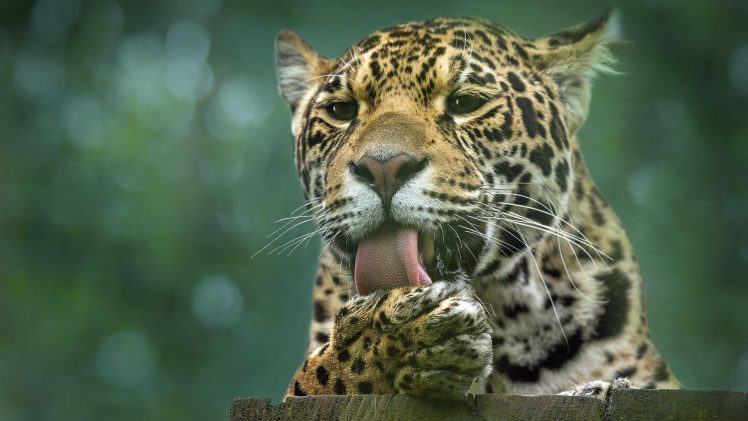 lick, Animals, Photography, Leopard, Cat HD Wallpaper Desktop Background