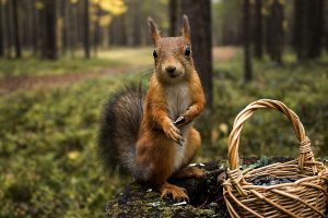 animals, Photography, Squirrel, Basket