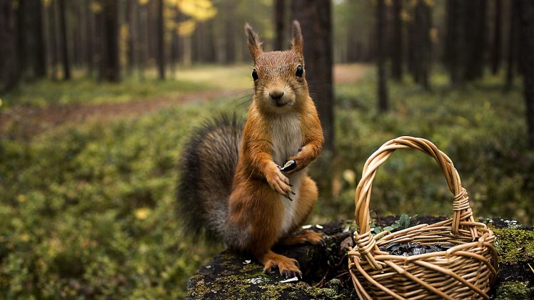 animals, Photography, Squirrel, Basket HD Wallpaper Desktop Background