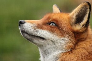 animals, Photography, Fox