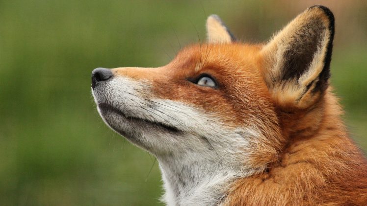 animals, Photography, Fox HD Wallpaper Desktop Background