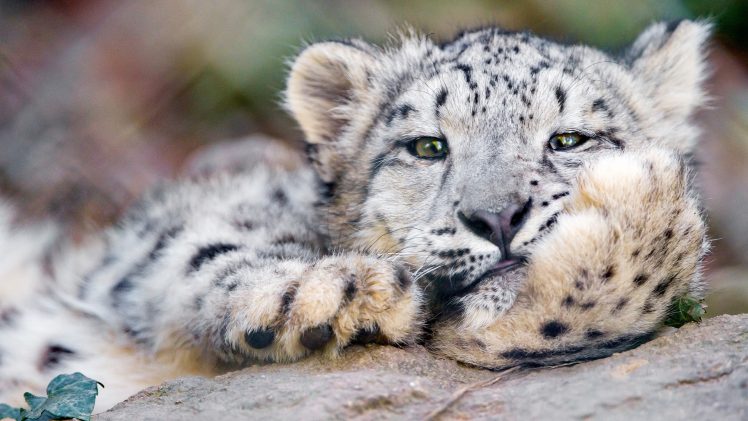 looking at viewer, Animals, Photography, Leopard, Cat HD Wallpaper Desktop Background