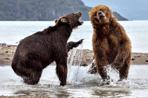 nature, Animals, Bears