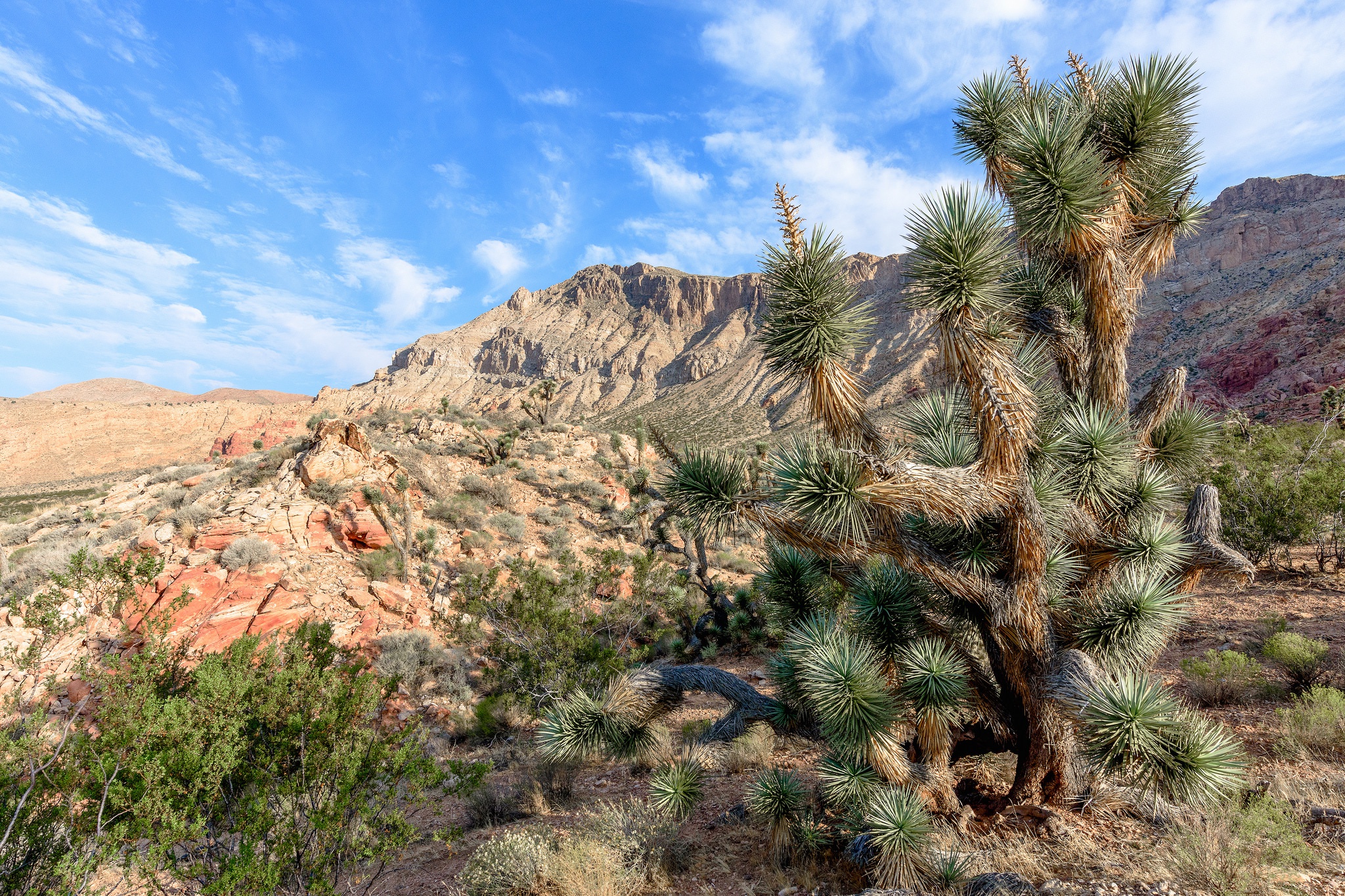 Mojave, Desert, Nature, Landscape Wallpaper