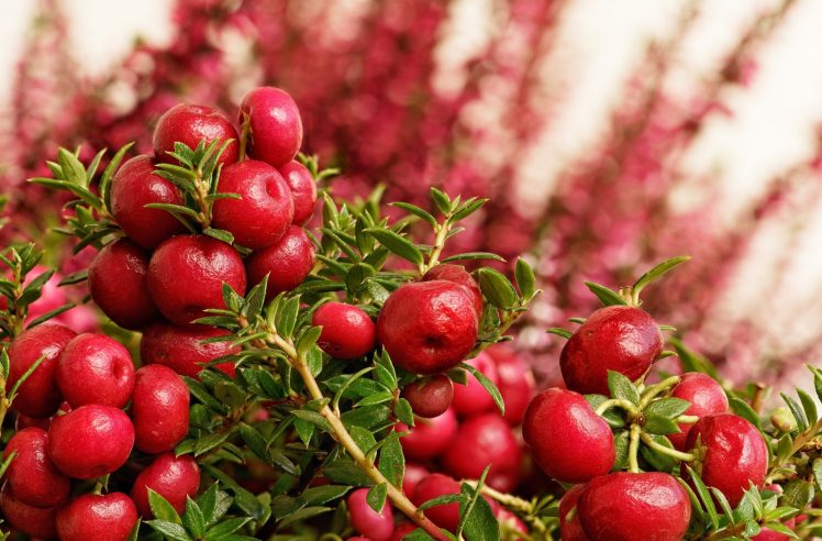 red, Plants, Nature HD Wallpaper Desktop Background