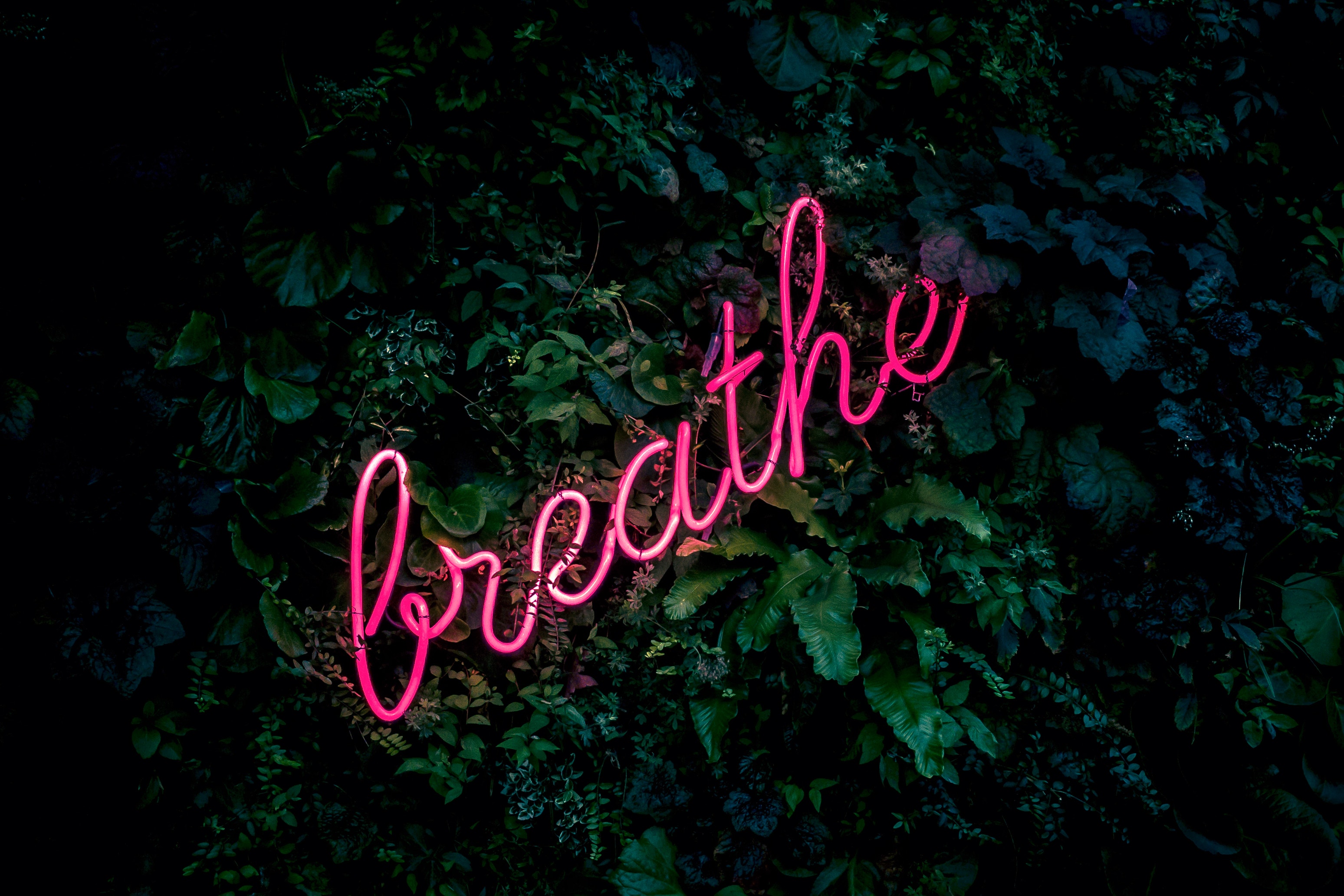 nature, Pink, Neon, Neon lights Wallpaper