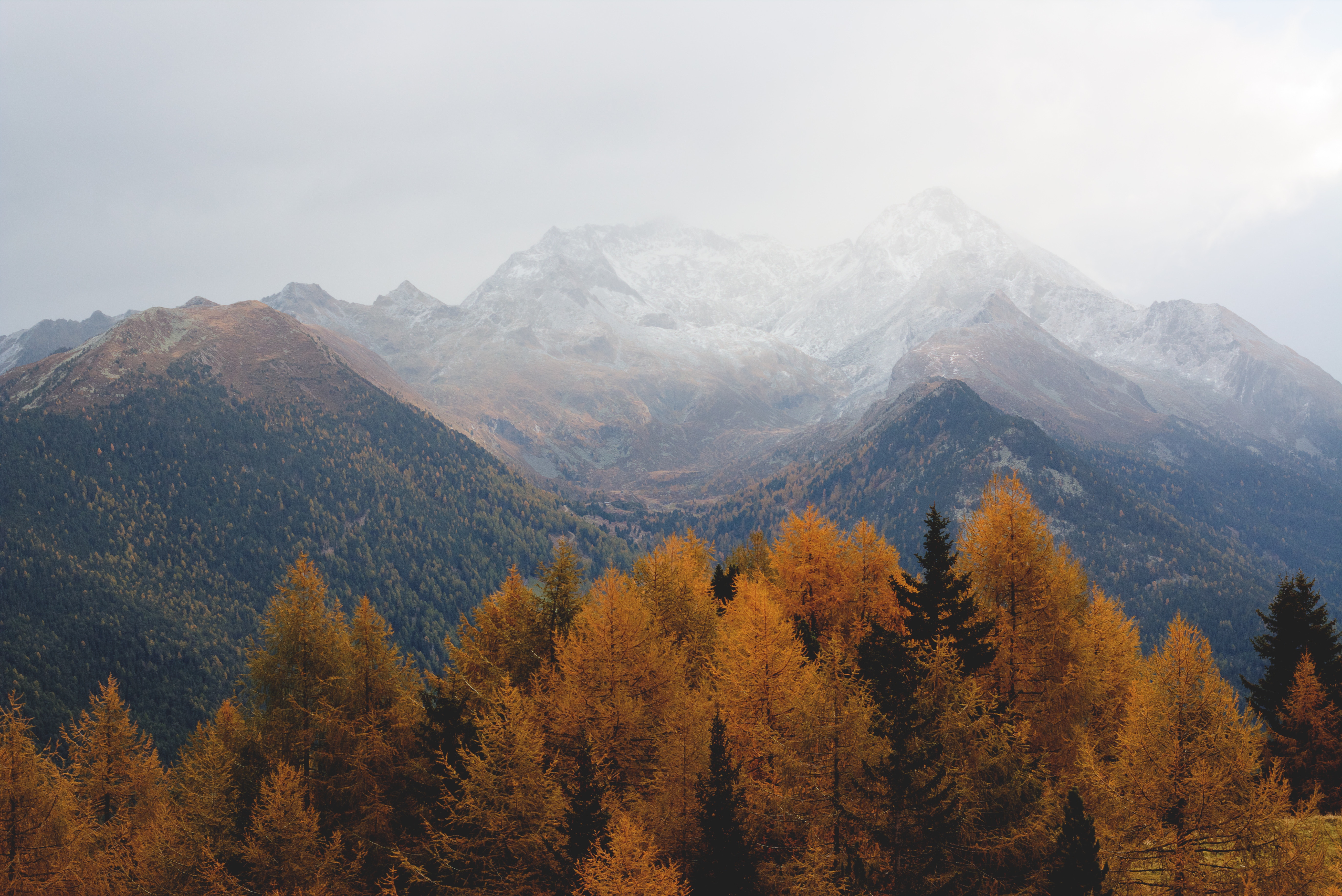 nature, Trees Wallpaper