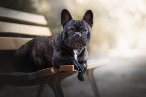 dog, Bench, Animals, French Bulldog