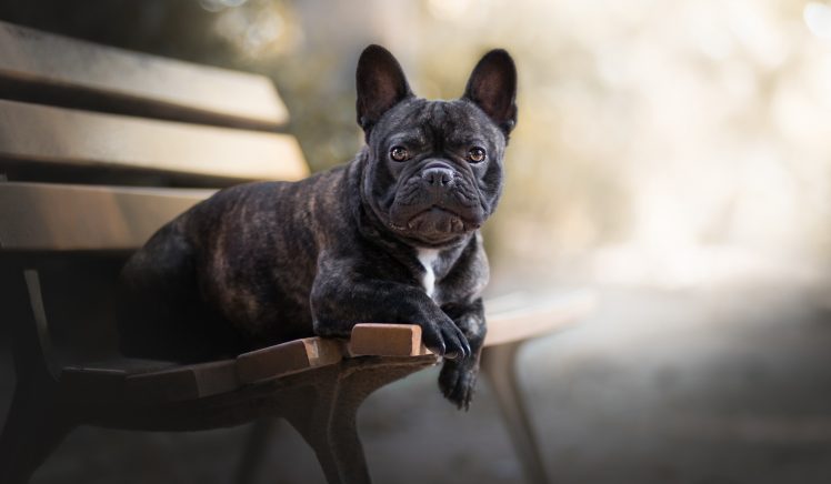 dog, Bench, Animals, French Bulldog HD Wallpaper Desktop Background
