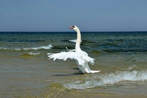 sea, Animals, Birds, Swan