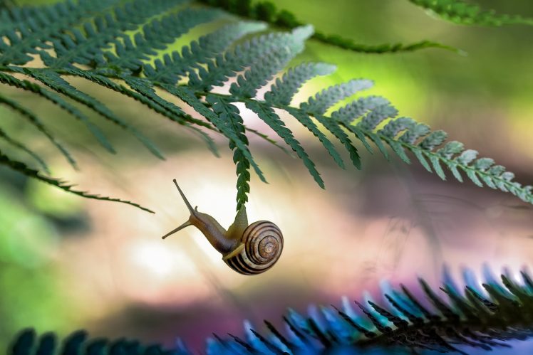 slug, Nature, Plants, Animals, Leaves HD Wallpaper Desktop Background