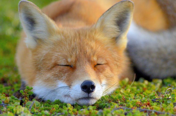 face, Closed eyes, Animals, Fox HD Wallpaper Desktop Background