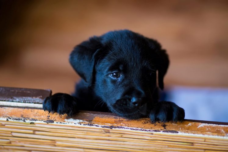 Labrador, Dog, Animals HD Wallpaper Desktop Background