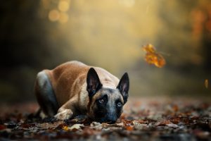 dog, Animals, Leaves, Fall