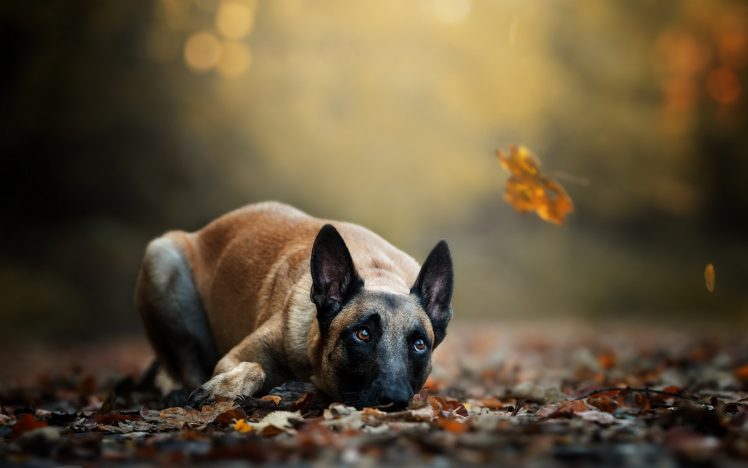 dog, Animals, Leaves, Fall HD Wallpaper Desktop Background
