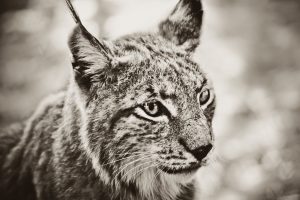 lynx, Animals