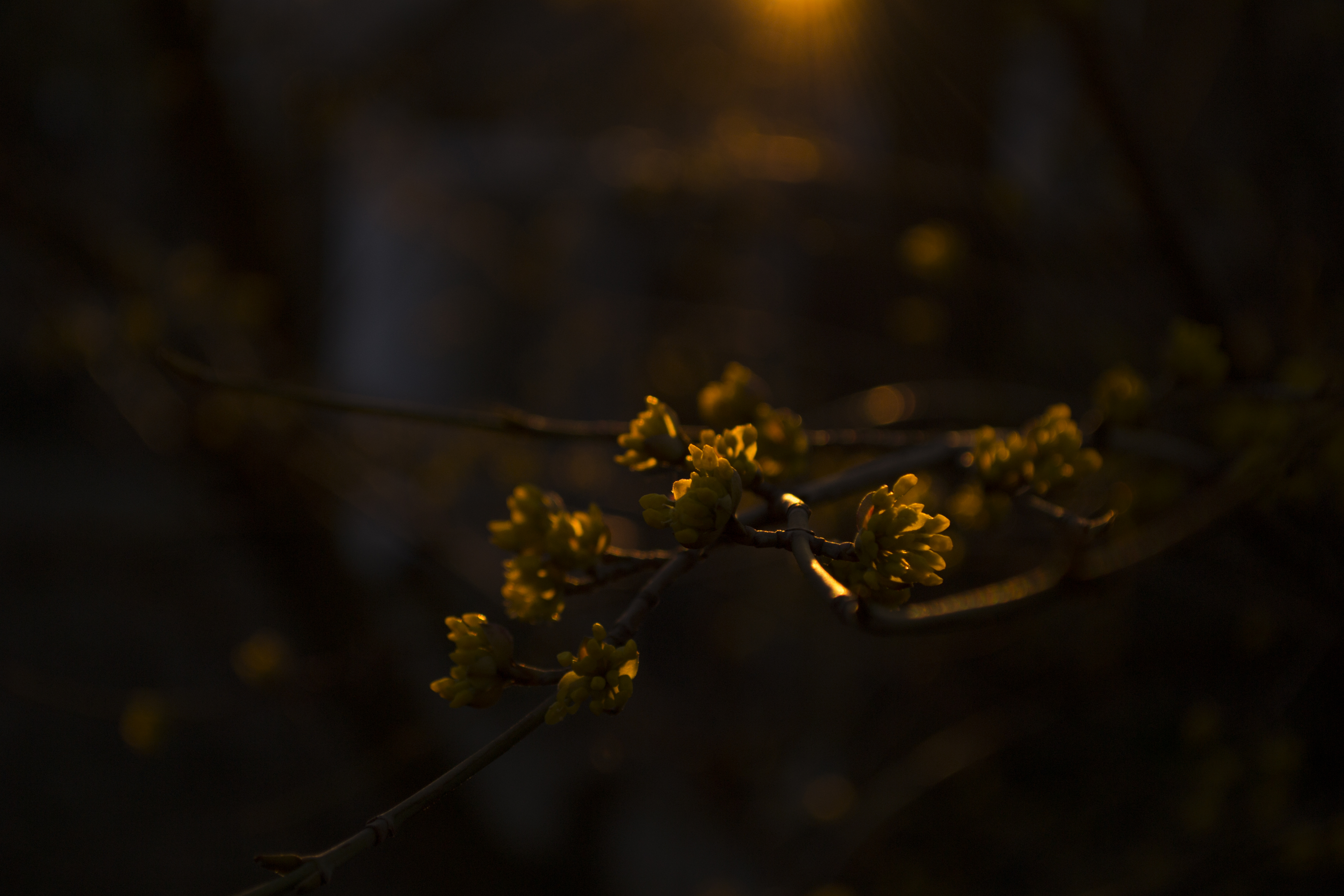 herbarium, Spring, Sunset Wallpaper