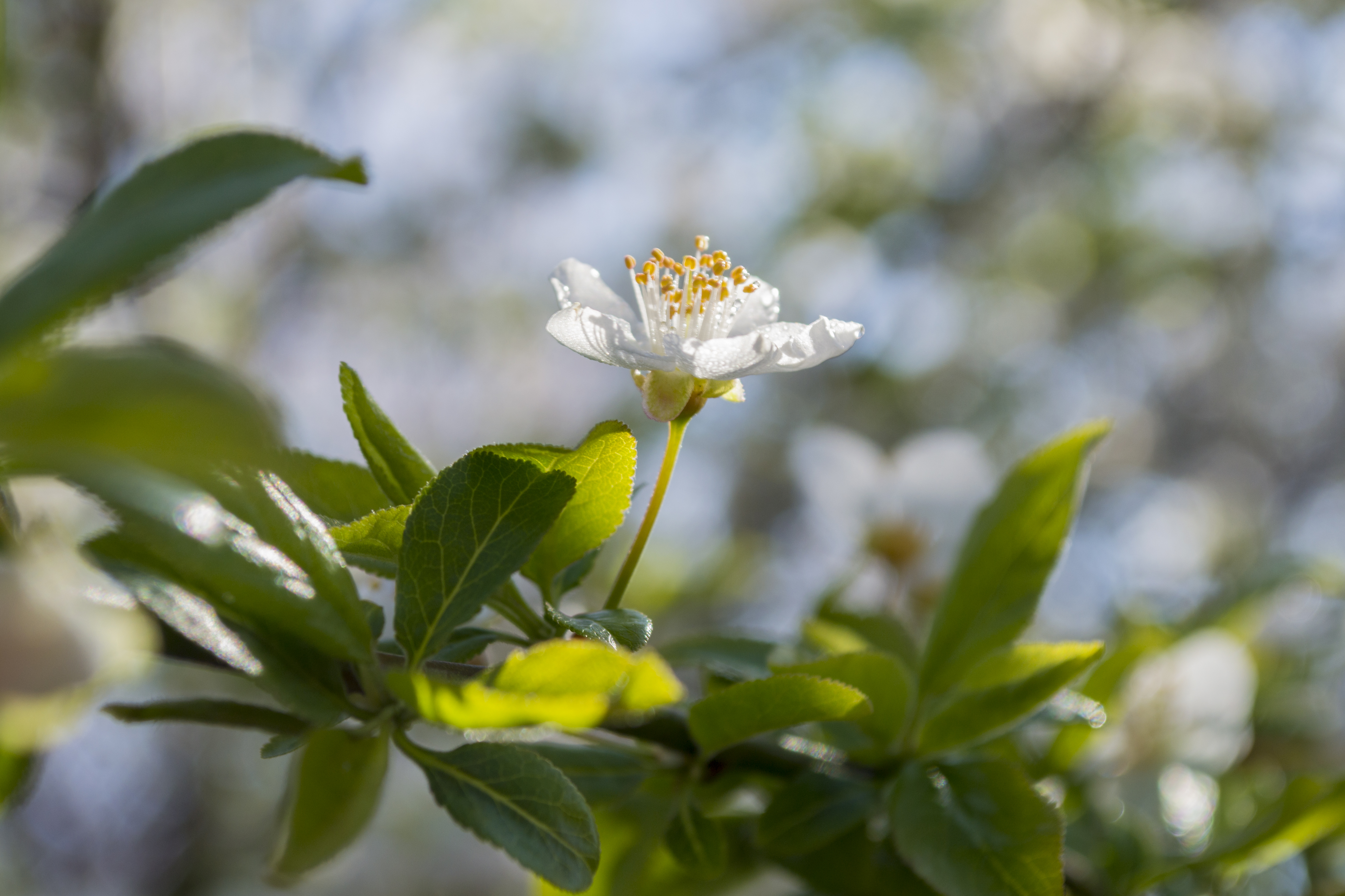 herbarium, Spring Wallpaper