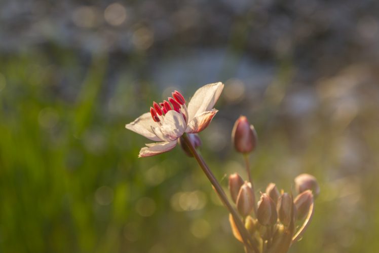 herbarium, Spring, Sunset, Pink flowers HD Wallpaper Desktop Background