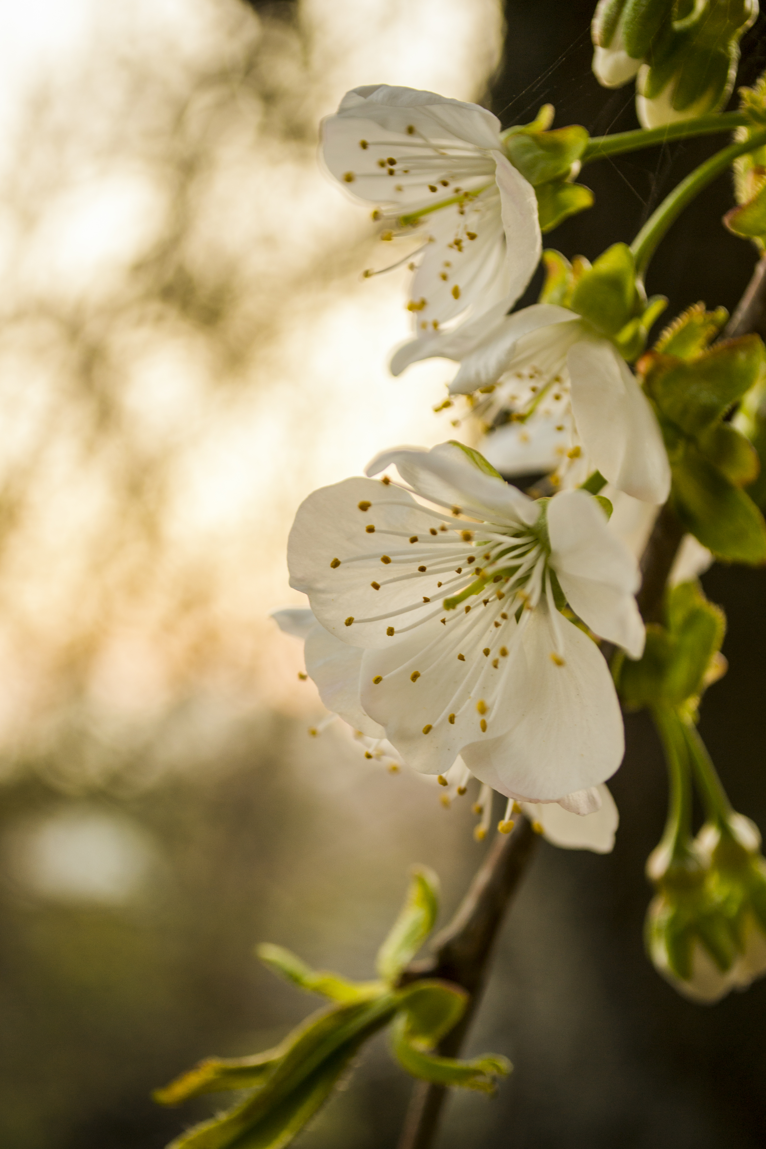 herbarium, Spring, Sunset Wallpaper