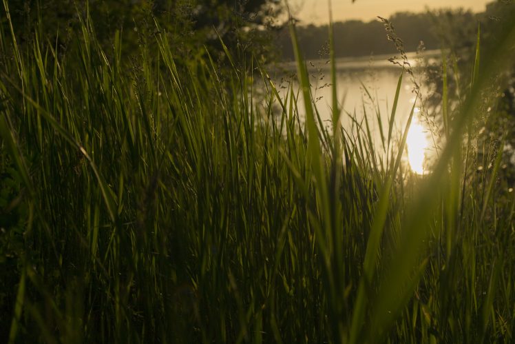 sunset, Grass,  greenery HD Wallpaper Desktop Background
