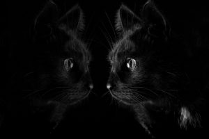 dark, Black, Cat, Reflection, Animals