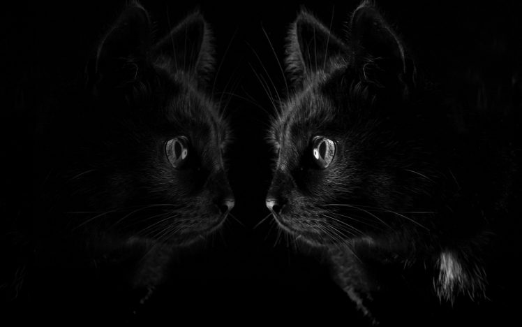 dark, Black, Cat, Reflection, Animals Wallpapers HD / Desktop and Mobile  Backgrounds