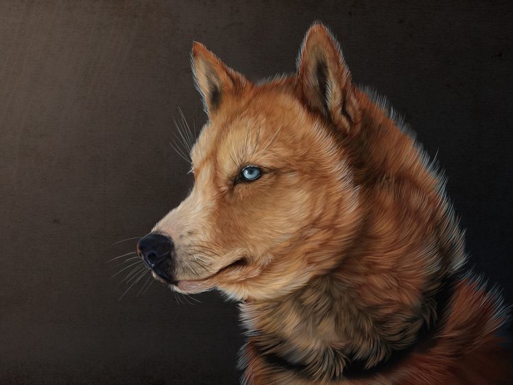 wolf, Illustration, Animals HD Wallpaper Desktop Background