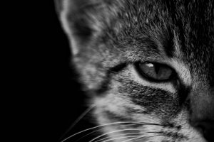 cat, Monochrome, Animals, Kittens
