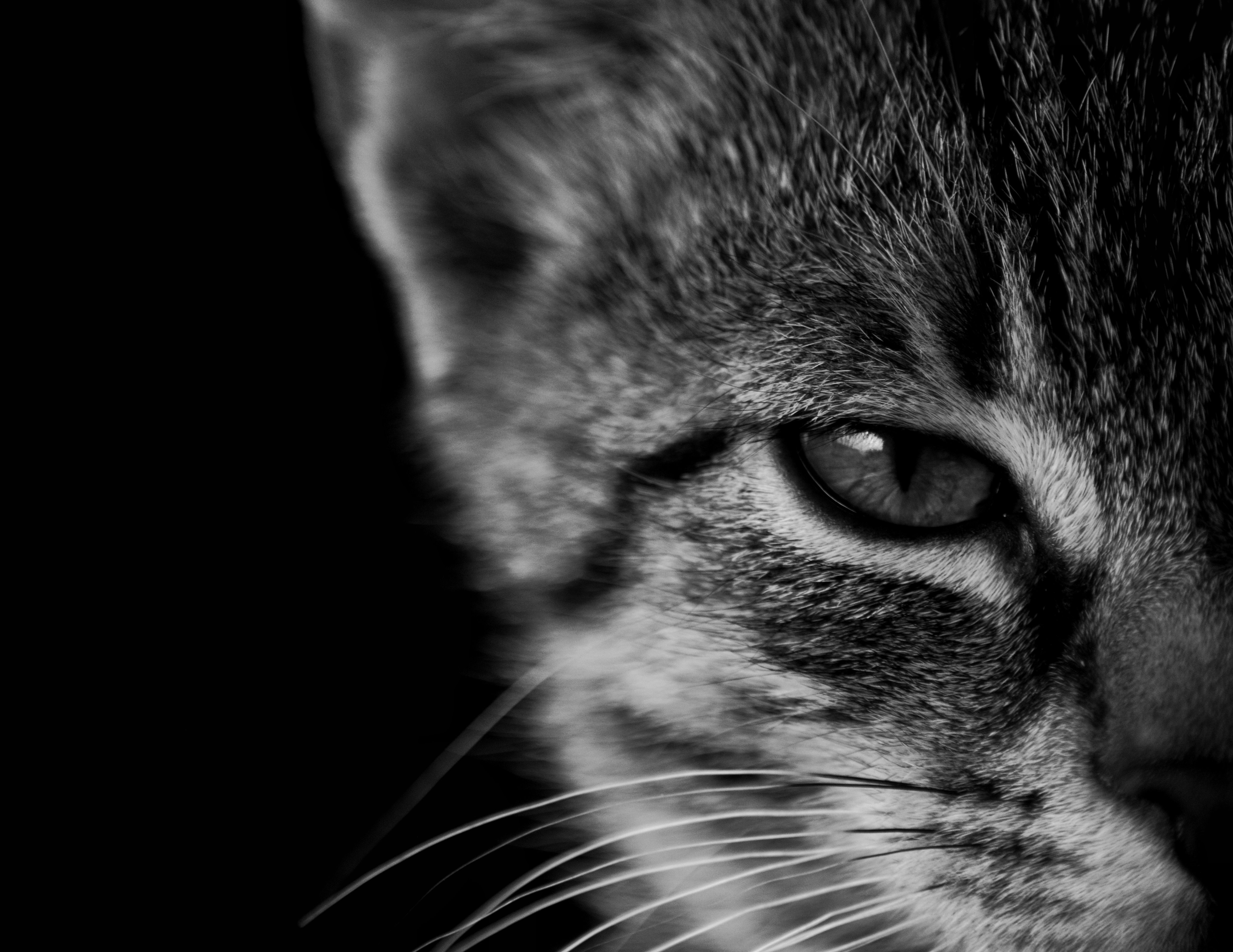 cat, Monochrome, Animals, Kittens Wallpaper