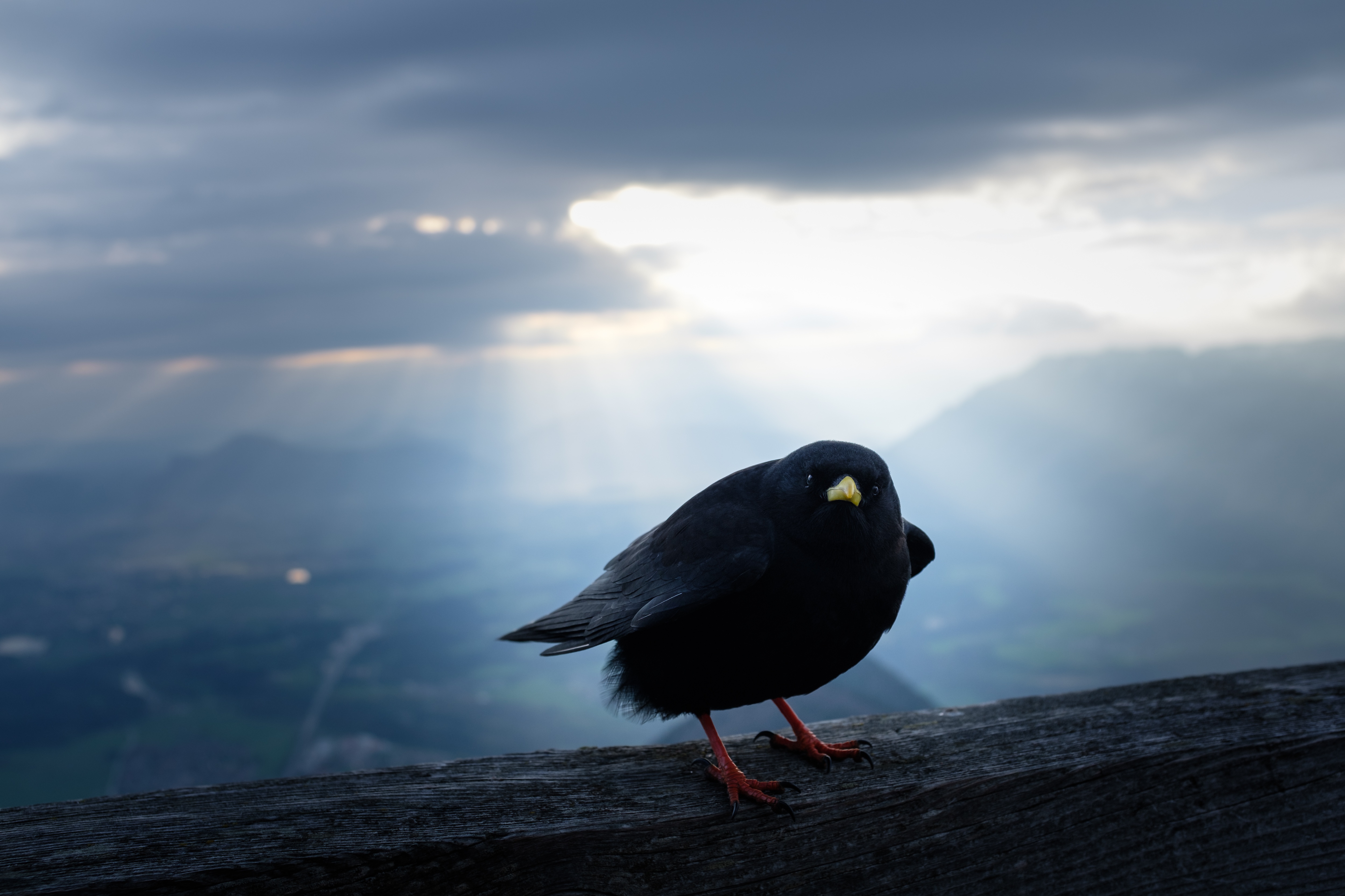 dark, Landscape, Sky, Animals, Birds Wallpapers HD / Desktop and Mobile