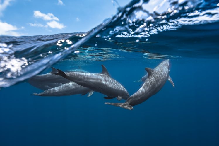 dolphin, Sea life, Underwater, Water, Nature, Sea, Animals, Photography HD Wallpaper Desktop Background