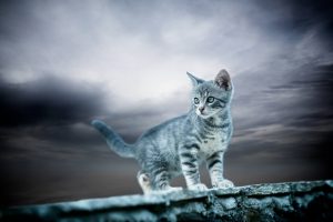 sky, Cat, Animals