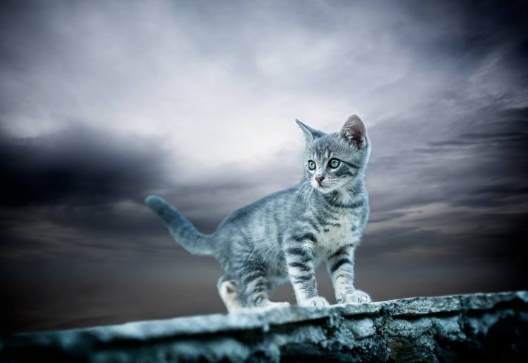 sky, Cat, Animals HD Wallpaper Desktop Background