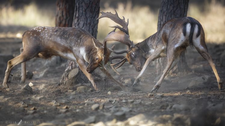 nature, Deer, Animals HD Wallpaper Desktop Background