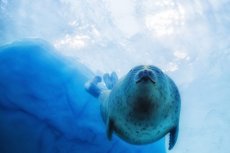 animals, Underwater, Sea, Water HD Wallpaper Desktop Background