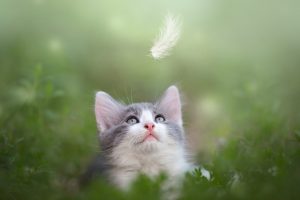 looking up, Cat, Nature, Animals